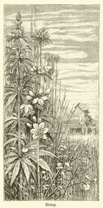 Chanvre (gravure)