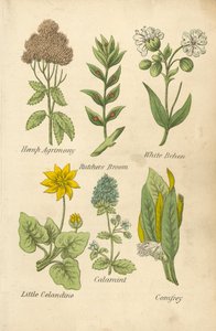 Eupatoire chanvrine, Petit houx, Béhen blanc, Petite chélidoine, Calament, Consoude - English School