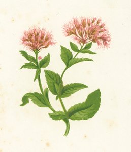 Eupatoire chanvrine, Eupatorium Cannabinum - English School