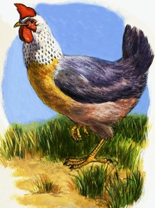 Poule - English School