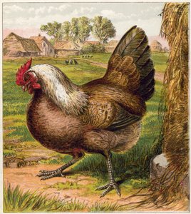 Poule - English School