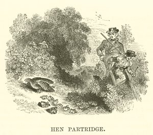 Perdrix (gravure) - English School