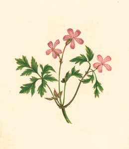 Herbe à Robert, ou pauvre Robin, Geranium Robertianum - English School