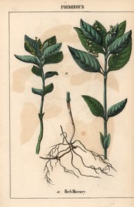 Mercuriale annuelle, de 