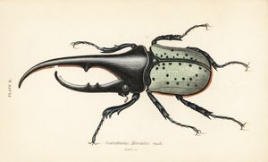 Coléoptère Hercule, mâle, Dynastes hercules, Scarabaeus hercules