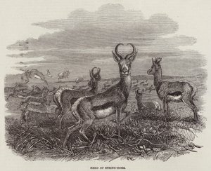 Troupeau de springboks (gravure) - English School