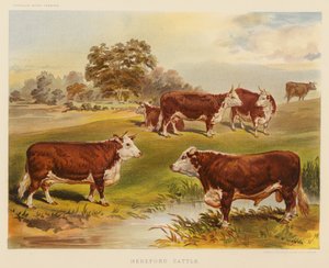 Bétail Hereford
