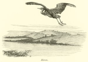 Héron - English School