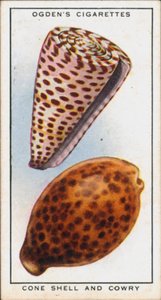Couleurs cachées dans les mollusques, coquilles et cauris (lithographie couleur) - English School