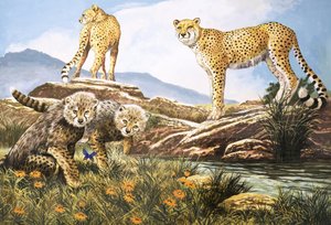 Chasseur à grande vitesse, le guépard, illustration tirée de "Nature