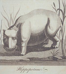 Hippopotame, de The Gentlemans Magazine, publié en décembre 1772 - English School