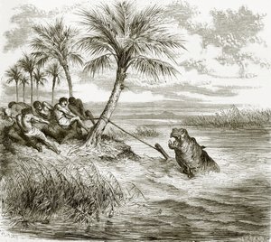 Hippopotame harponné - English School