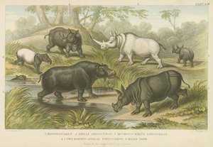 Hippopotame, rhinocéros et tapir (gravure en couleur) - English School