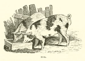 Cochon (gravure) - English School