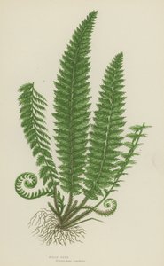Fougère houx - English School