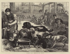 Refuge pour chiens démunis - English School