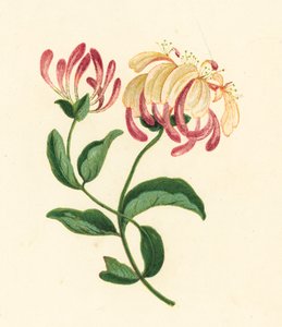 Chèvrefeuille (Lonicera periclymenum) - English School