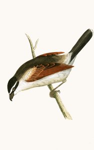 Pie-grièche à capuchon, illustration tirée de 