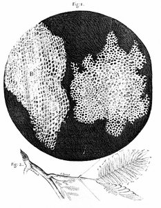 Observations de Hooke sur la structure cellulaire du liège (fig. 1) et de la plante sensible (fig. 2) 1665 (gravure)