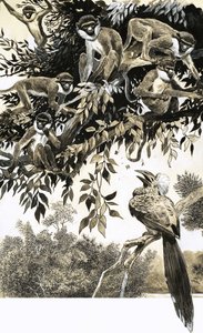Calao et singes - English School