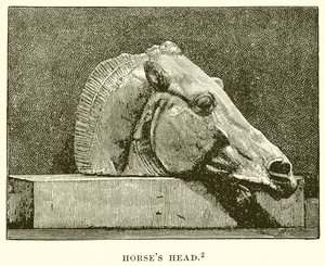 Tête de cheval