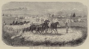 Chevaux foulant le maïs dans la Campagne romaine (gravure)