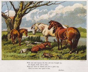 Chevaux avec un jeune poulain sur une rive