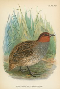 Francolin à long bec de Hose - English School