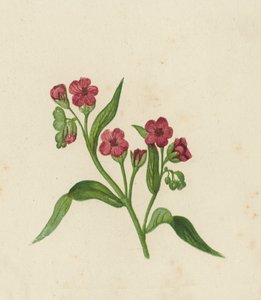 Langue-de-chien, Cynoglossum Officinale - English School