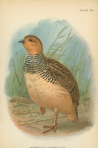 Francolin de Hubbard - English School