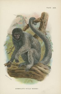 Le Singe laineux de Humboldt - English School