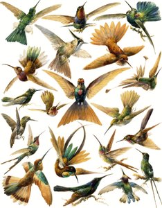 Colibris