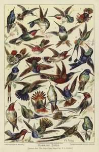 Colibris