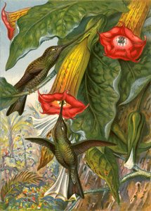 Colibris - English School