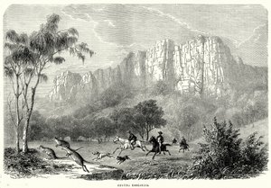 Chasse aux kangourous (gravure) - English School