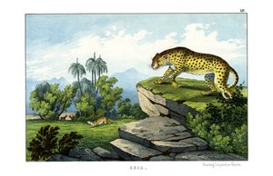 Guépard
