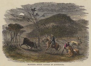 Chasse au bétail errant en Australie