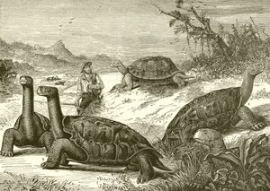 Chasse aux tortues sur la côte de Nouvelle-Guinée