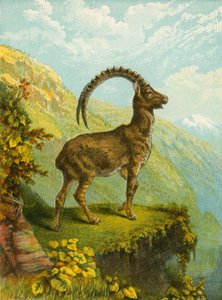 Ibex - English School