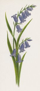 Illustration pour Un rêve de jardin - English School