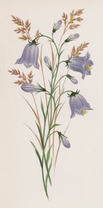 Illustration pour Un rêve de jardin - English School