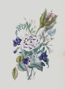 Illustration pour Moss Rose Album - English School