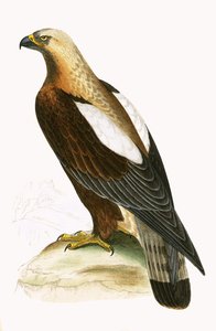 Aigle impérial, illustration tirée de 