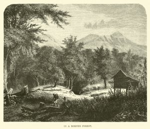 Dans une forêt de Bornéo - English School