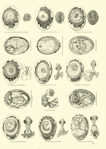 Incubation d