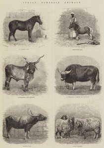 Animaux domestiques indiens - English School