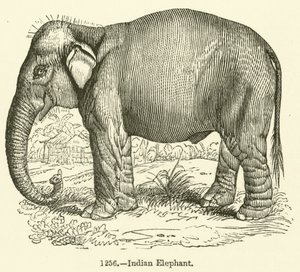 Éléphant indien - English School