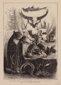 Trophées de chasse et spécimens zoologiques indiens, collectionnés par S.A.R. le Prince de Galles (gravure) - English School