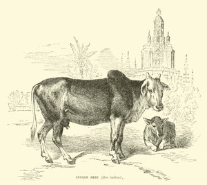 Zébu indien, Bos indicus - English School