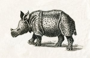 Rhinocéros indien, ou rhinocéros unicorne, Rhinoceros unicornis, d